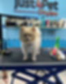 dogspa-0.jpg