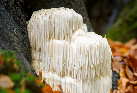 Lion's Mane o Melena de león, un hongo con numerosos beneficios para tu organismo