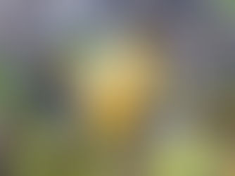 An “A” for the Bee