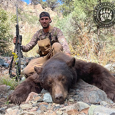 Arizona OTC rifle black bear 73