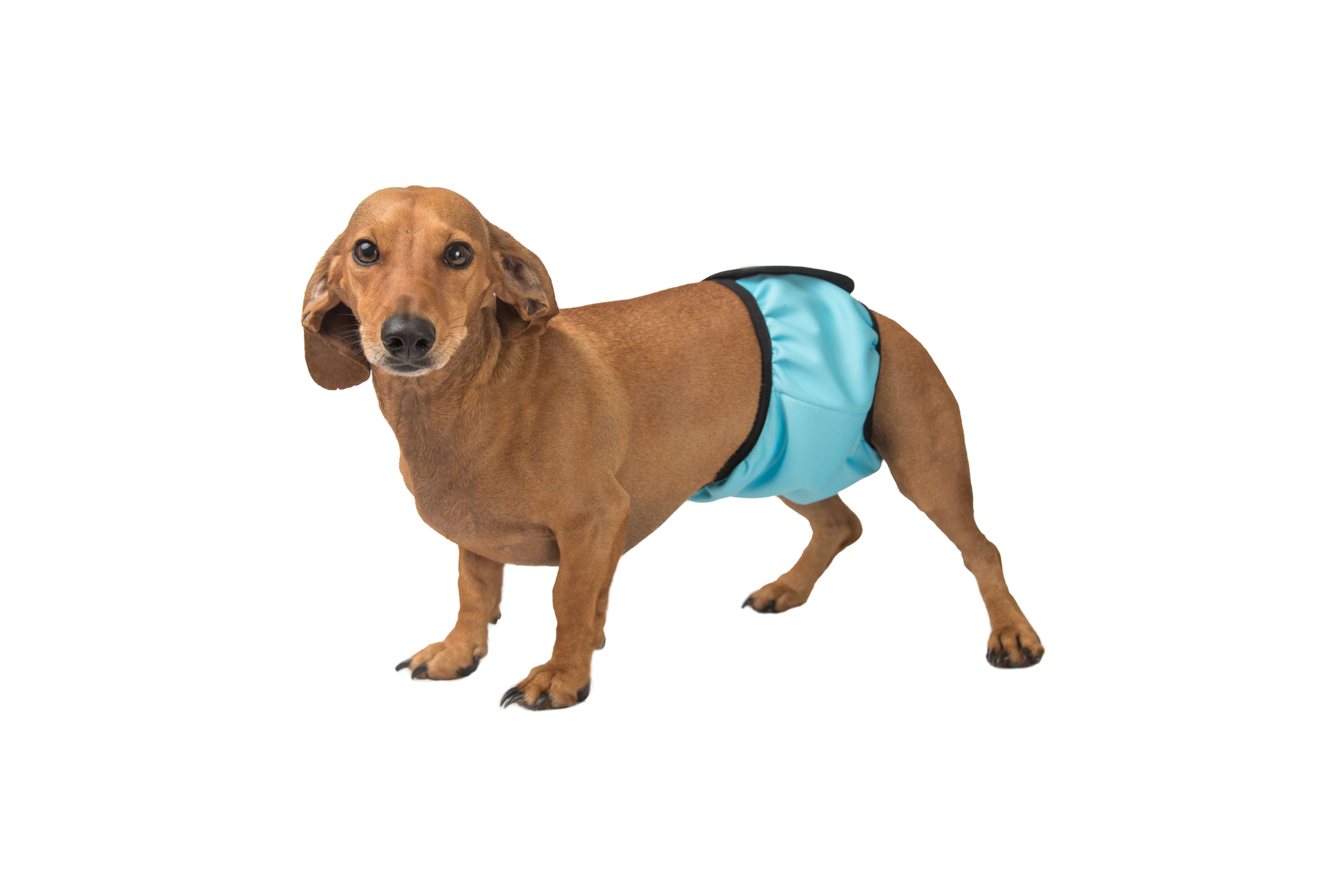 Гігієнічний вбираючий пояс для псів Okey Doggy