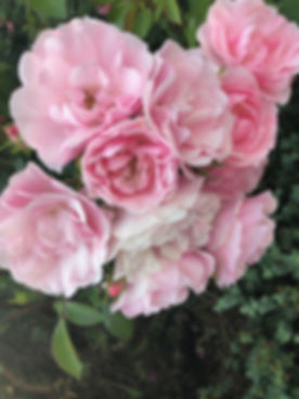 IMG_7784.jpeg