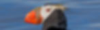 20220813 Salish Sea Birds 0276 no Logo_edited.jpg