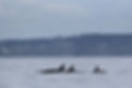 DSC_9696.jpg