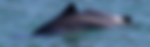 pacmam porpoise.png