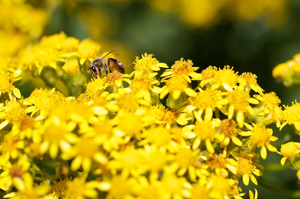 Pollination