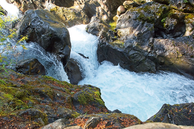 Salmon Forest_HRP_6408.jpg