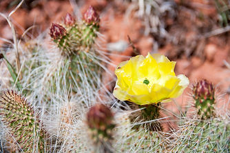 Prickly Pear.jpg