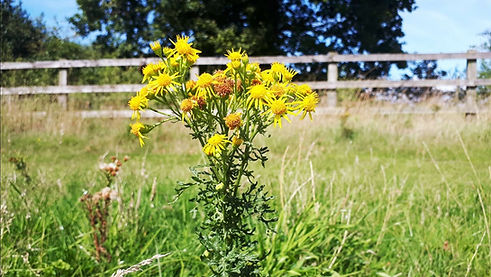 Another Yellow Flower.jpg