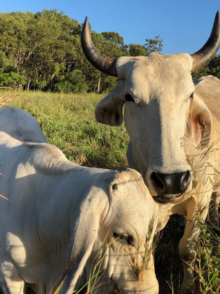 Polled Grey Brahman Cows
