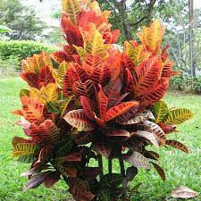 Wholesale Croton Nursery