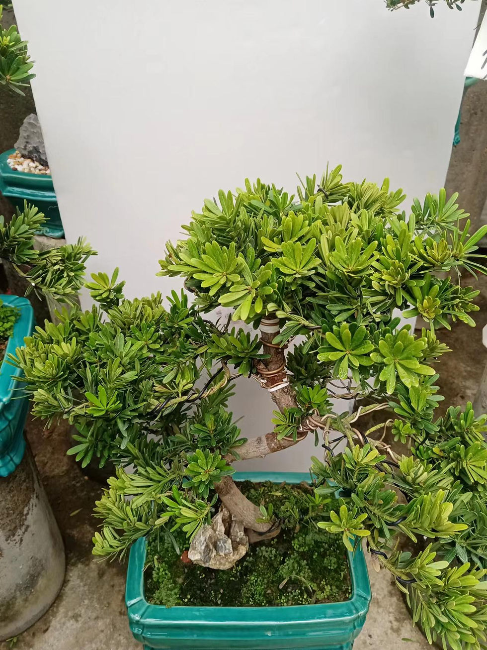 盆景植物 (20)