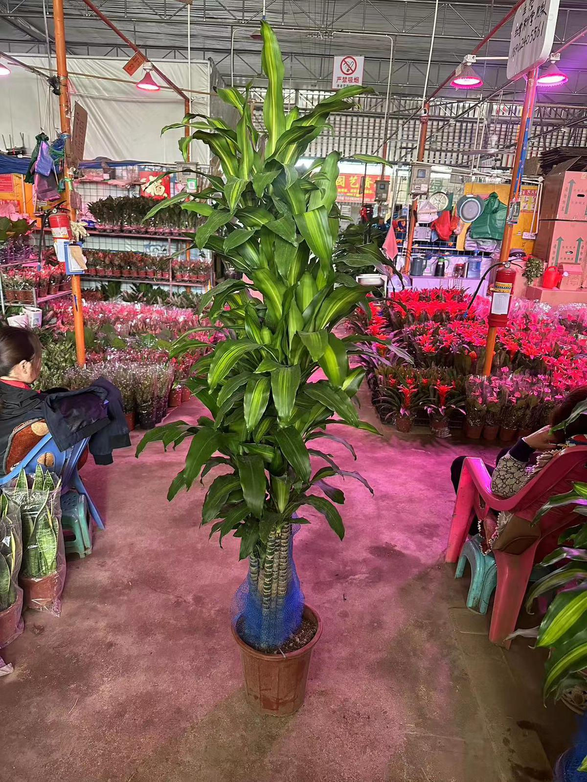 金邊美人鉄 - 約2米高