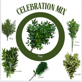 Ming Fern, Nagi,Israel Ruscus,Cocculus, Coontie, Variegated PItt