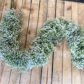 Gypsophila Garland