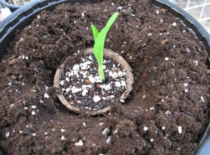 Miniatura: Maceta de cultivo de papel
