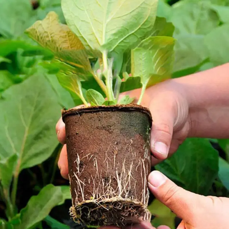 Miniatura: Maceta de cultivo de papel