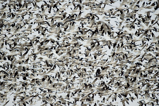 Birds Migrating