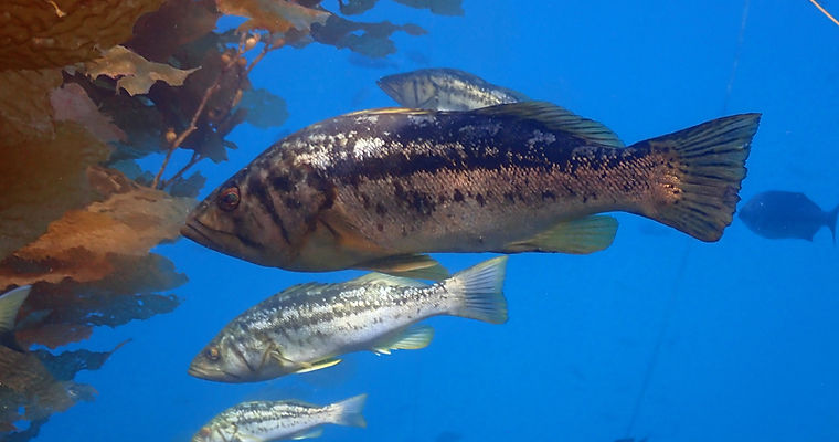 Cat26_CalicoBass_05.jpg