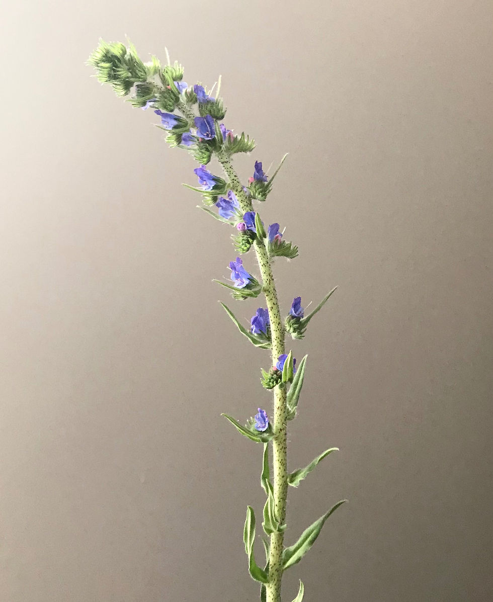 Thumbnail: Bugloss