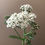 Thumbnail: Yarrow / Bunch