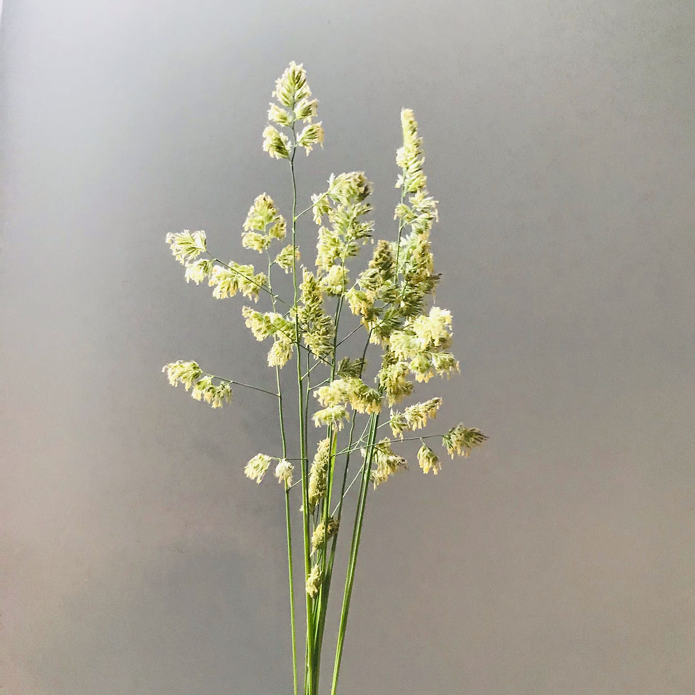Orchard Grass