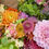 Thumbnail: Bouquet Subscription A