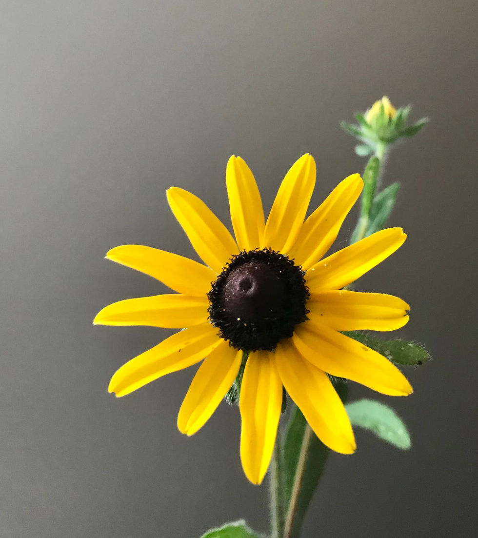Thumbnail: Black Eyed Susan - Bunch