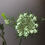 Thumbnail: Queen Anne's Lace 