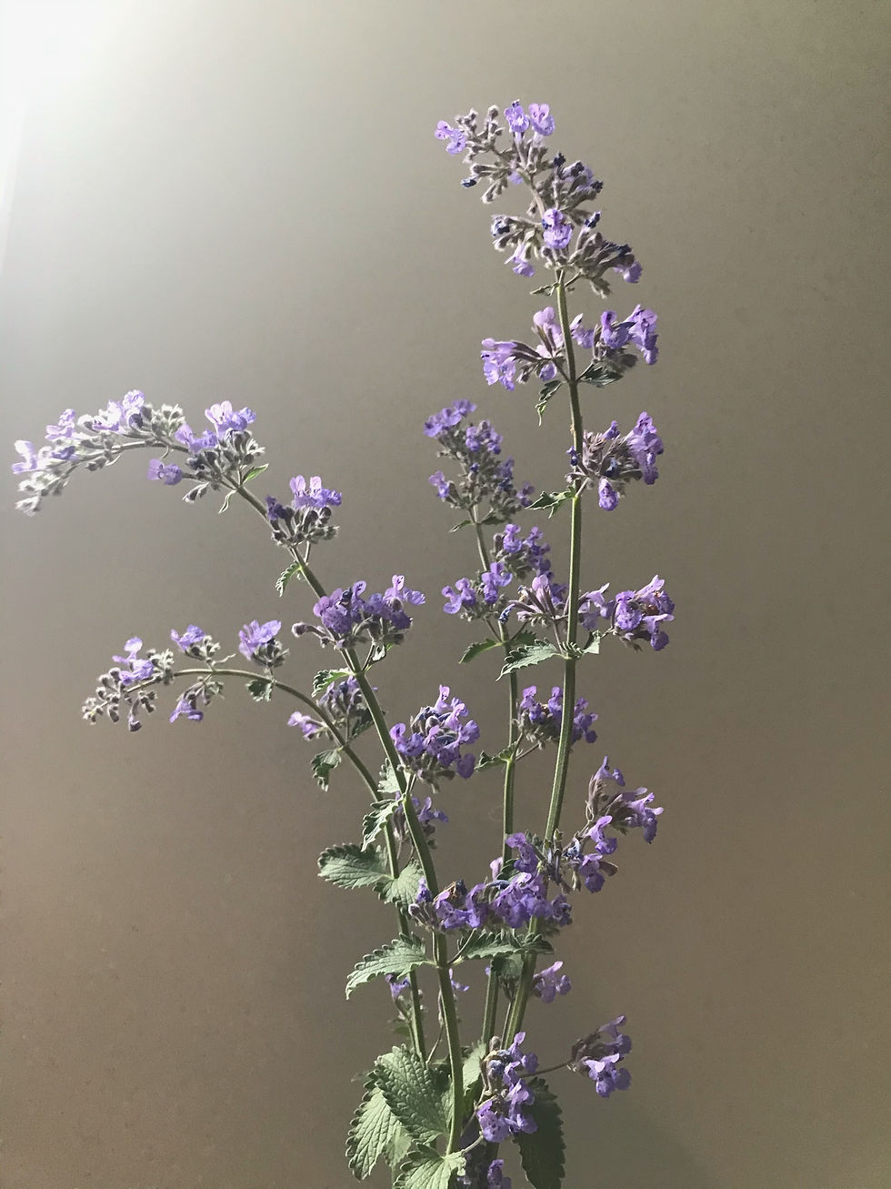 Nepeta X Faassenii