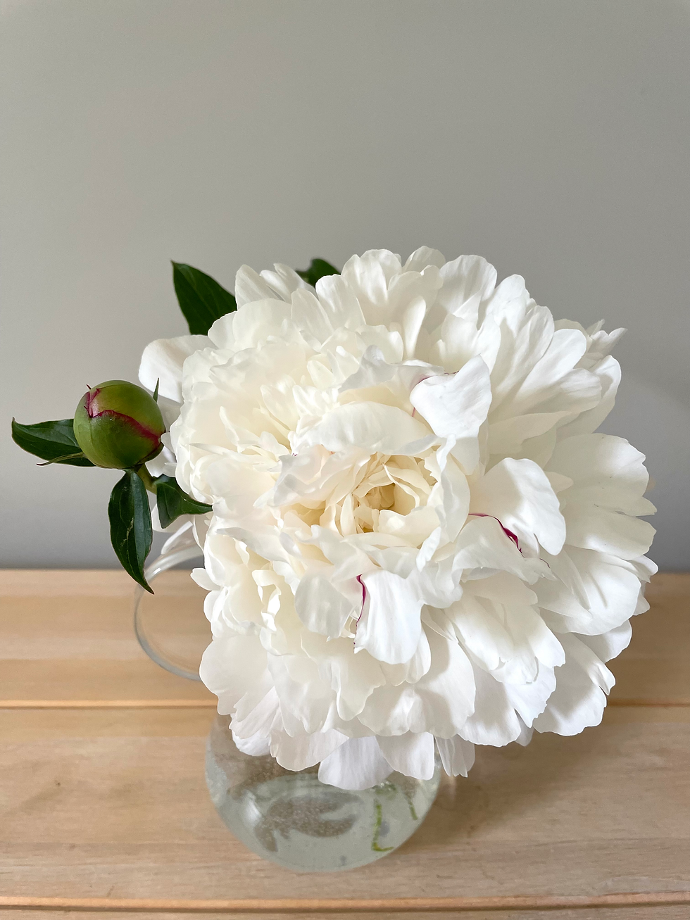 Thumbnail: Peony - Festiva Maxima