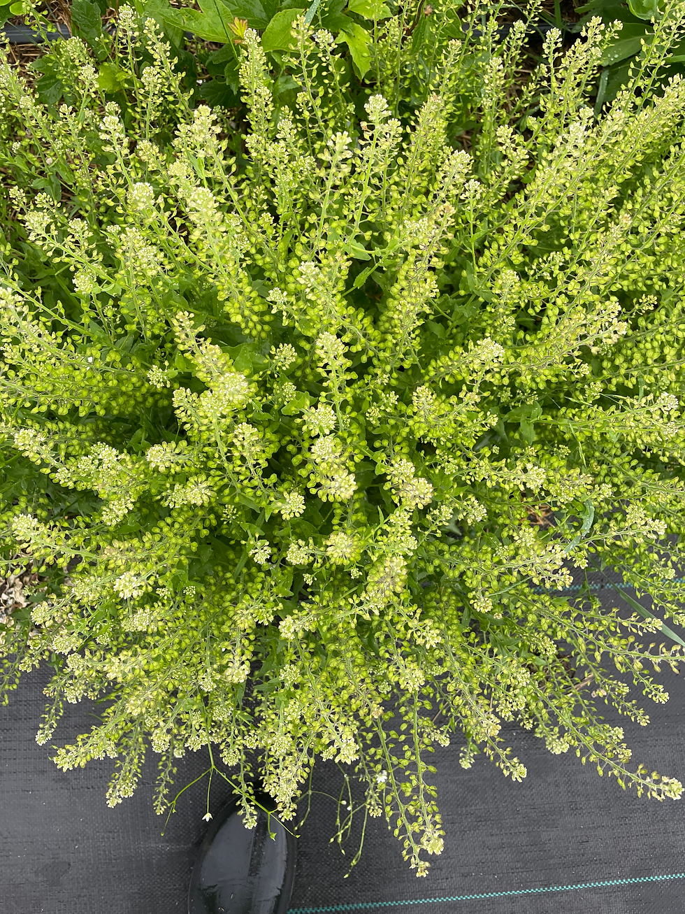 Field Cress (Pepperwort) - Large