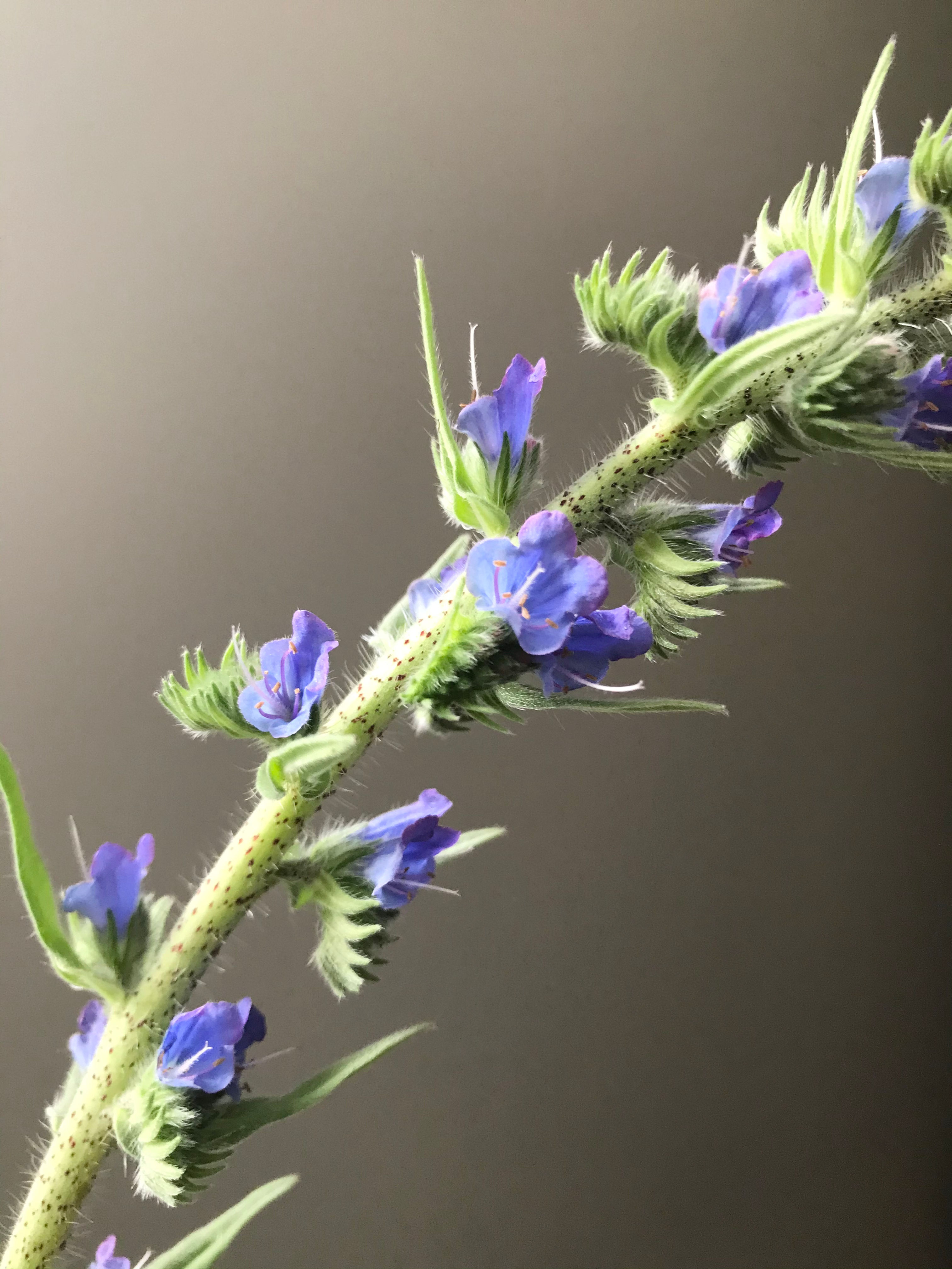 Bugloss