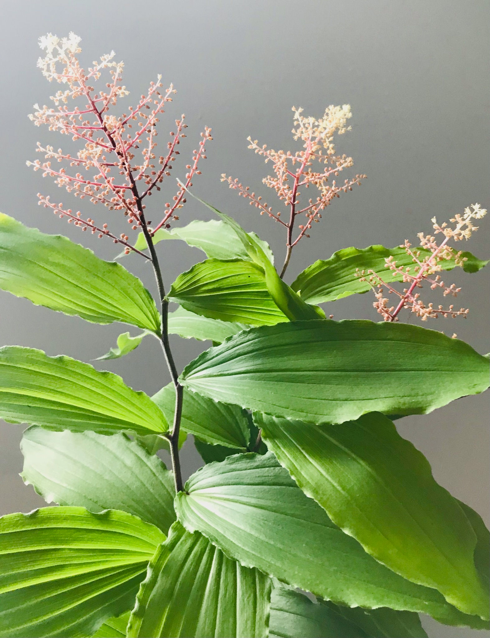 Solomon's Seal - Ombre