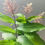 Thumbnail: Solomon's Seal - Ombre