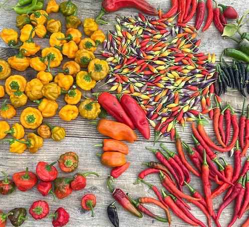 WhatsApp Image 2026-04-08 at 17.53_edite