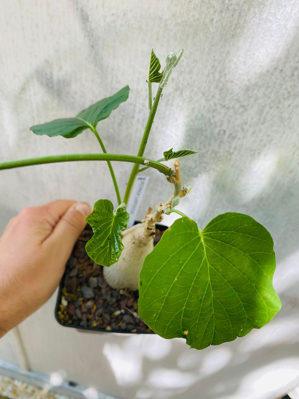 Miniature : Ipomea lapidosa