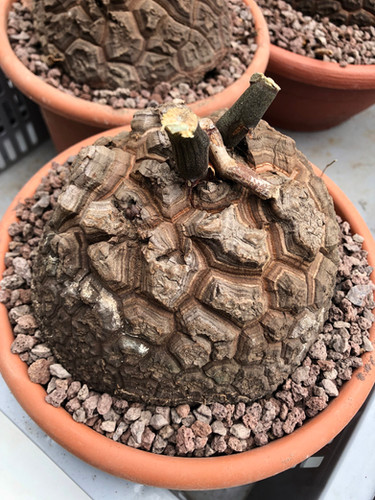 Dioscorea elephantipes | Xerofarm