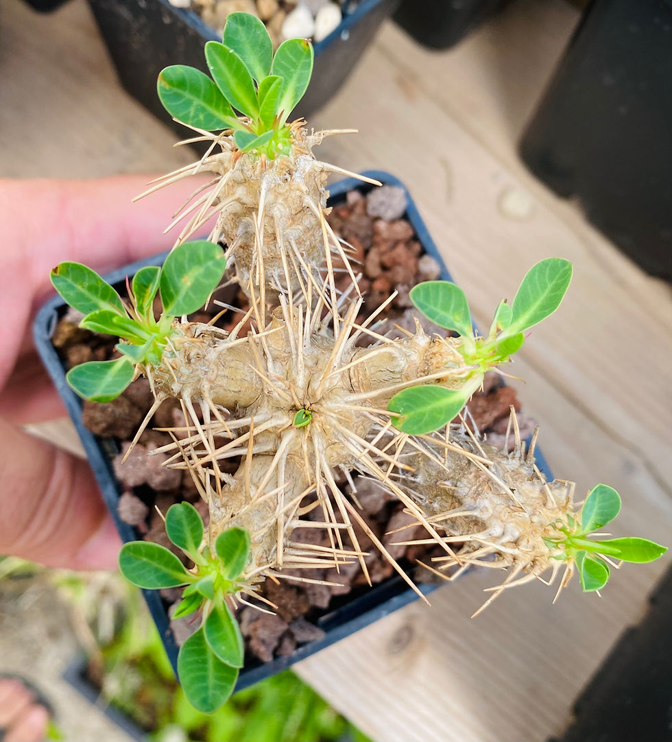 Miniature : Euphorbia guillauminiana