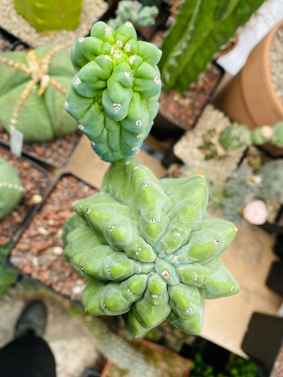 Miniature : Myrtillocactus geometrizans Glorp
