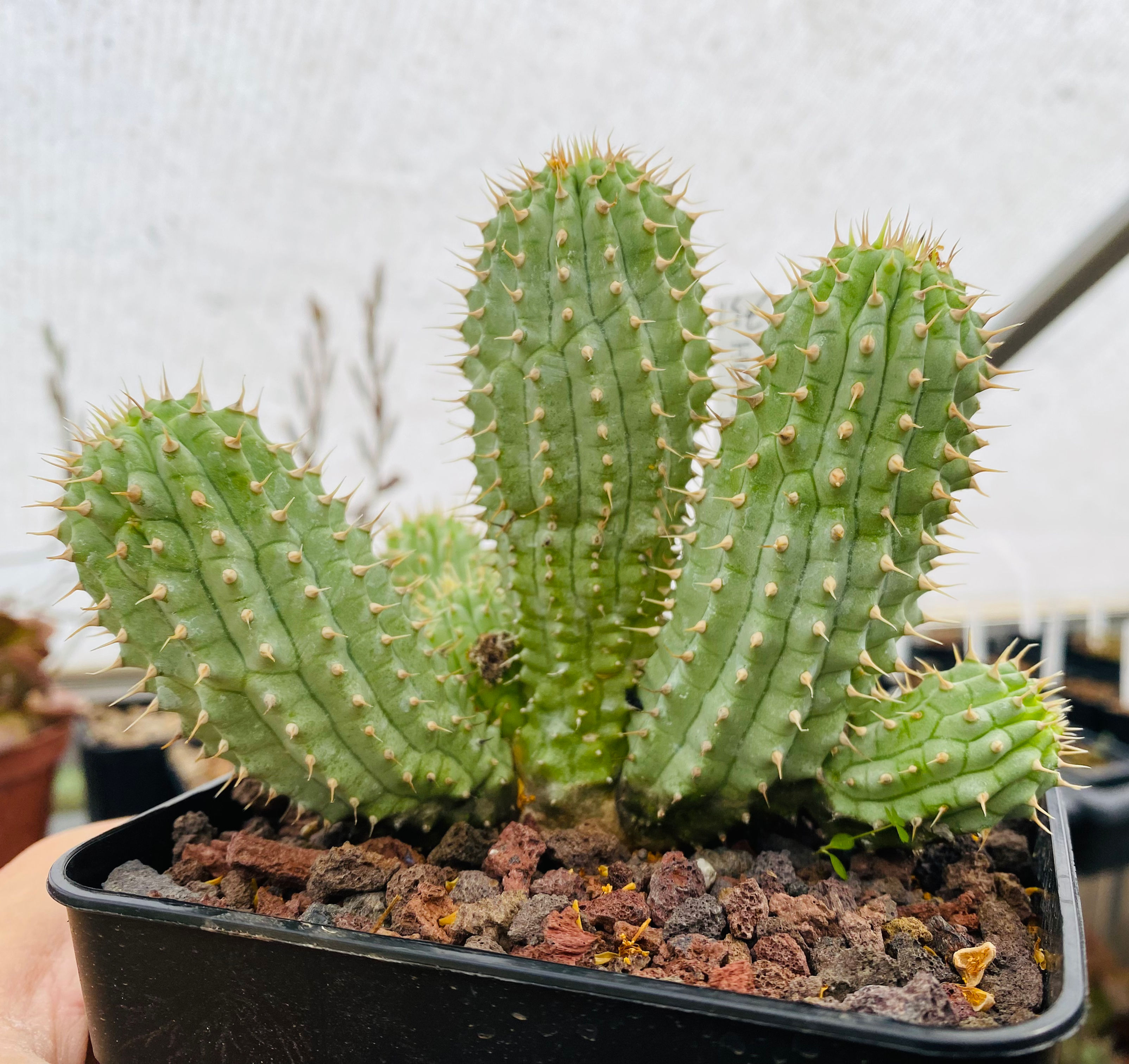 Hoodia gordonii
