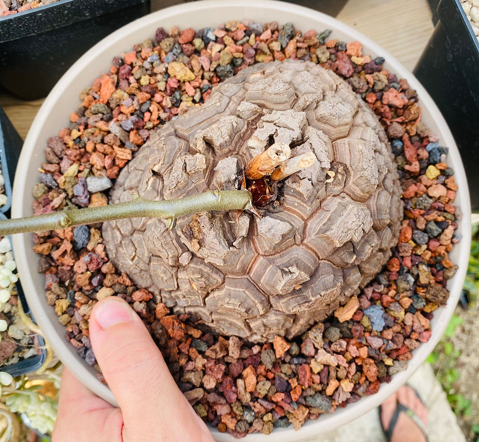 Miniature : Dioscorea elephantipes