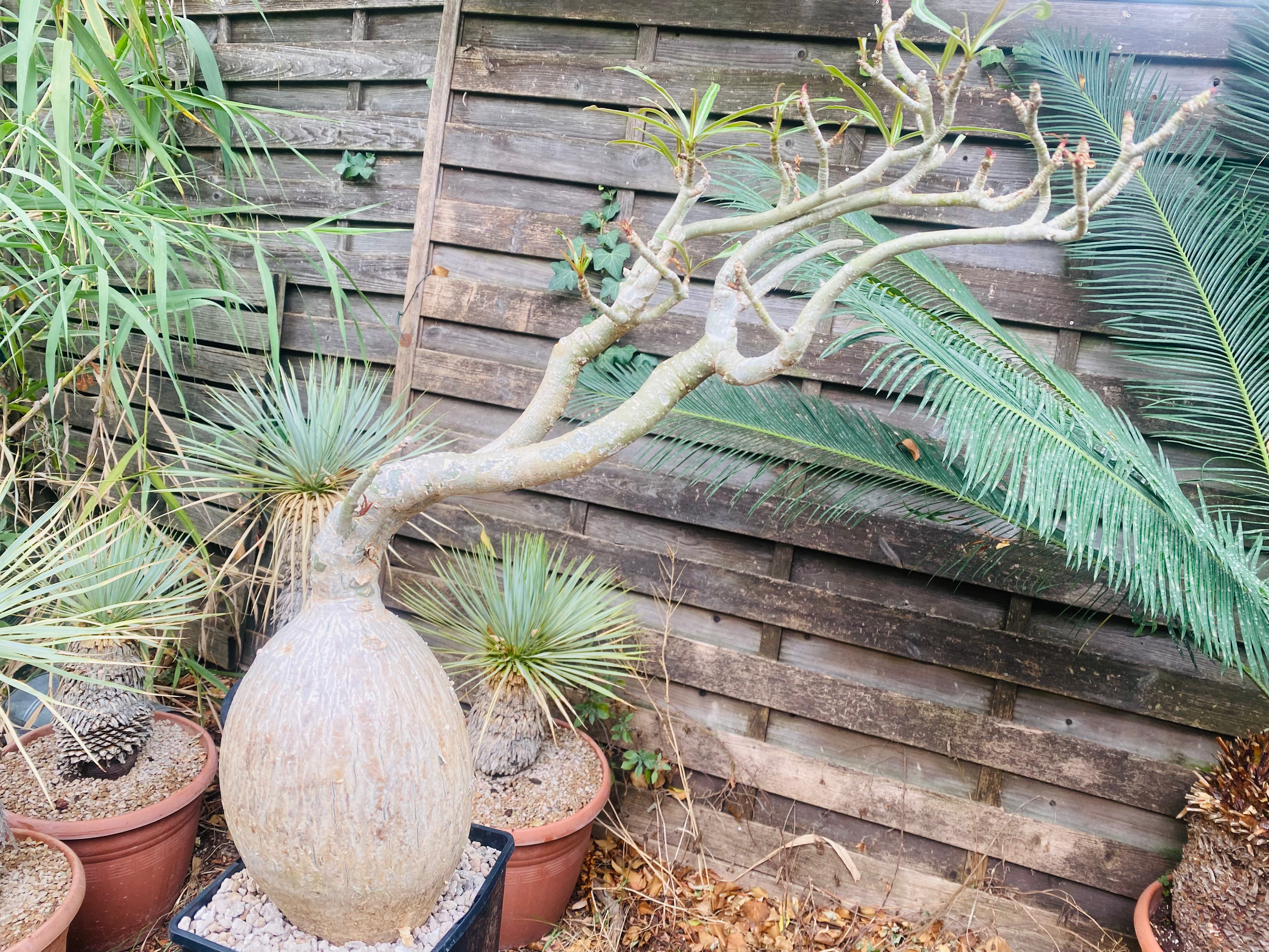 Adenium sp. Nova Tanzania