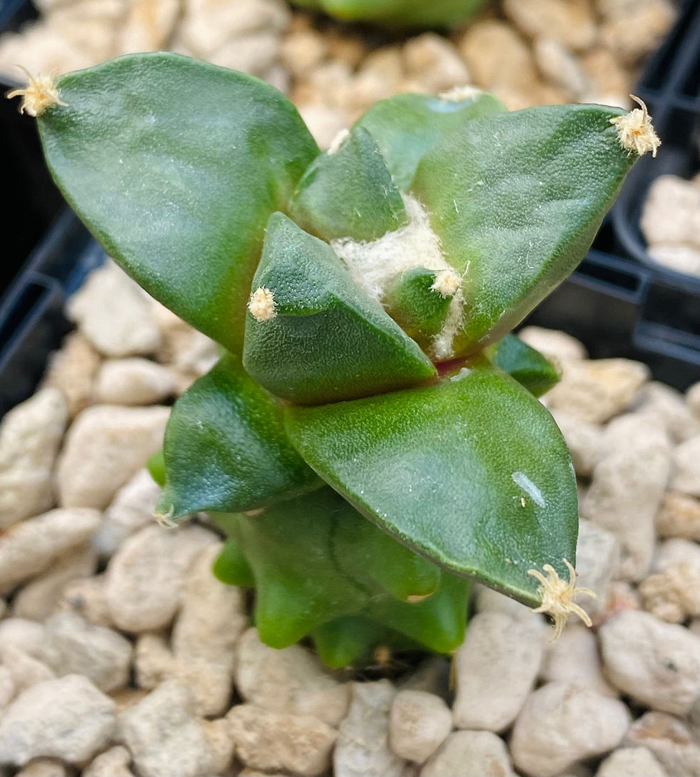 Miniature : Ariocarpus confusus x Cauliflower 