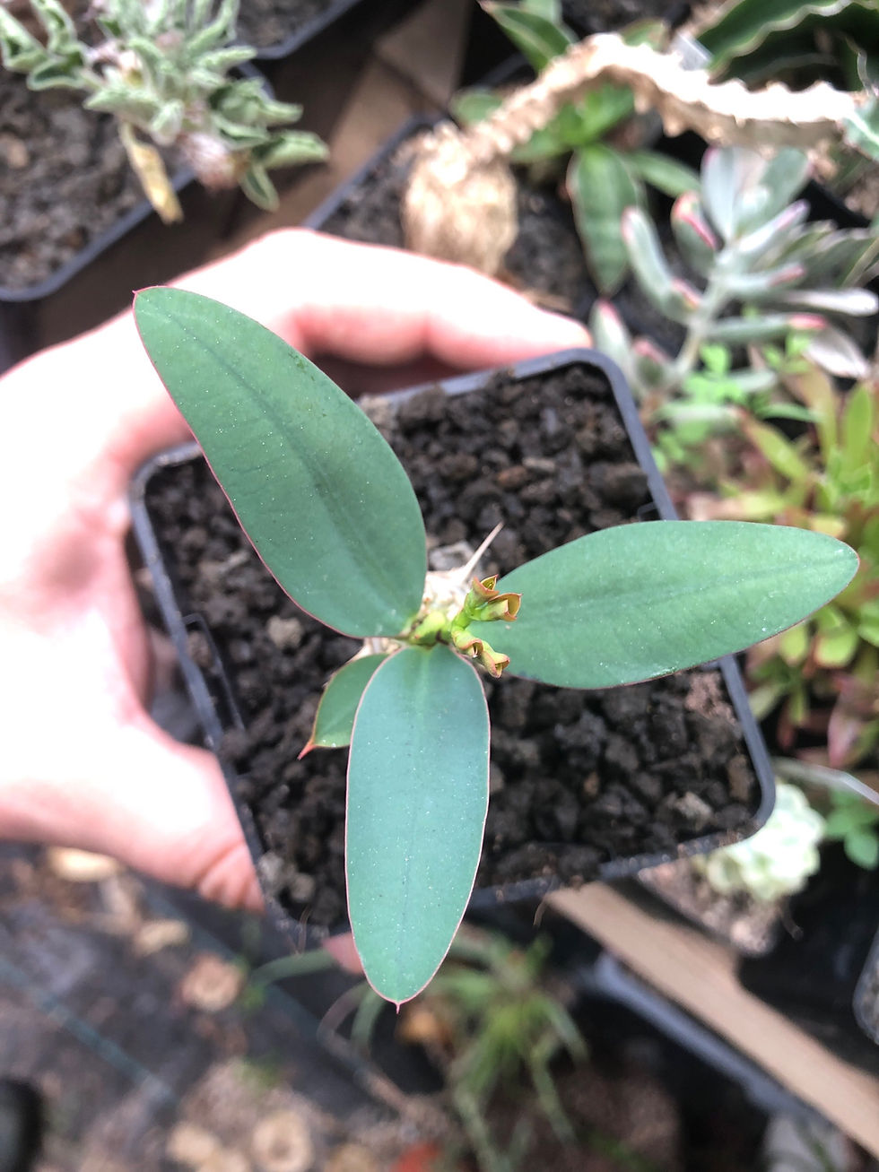 Miniature : Euphorbia horombensis