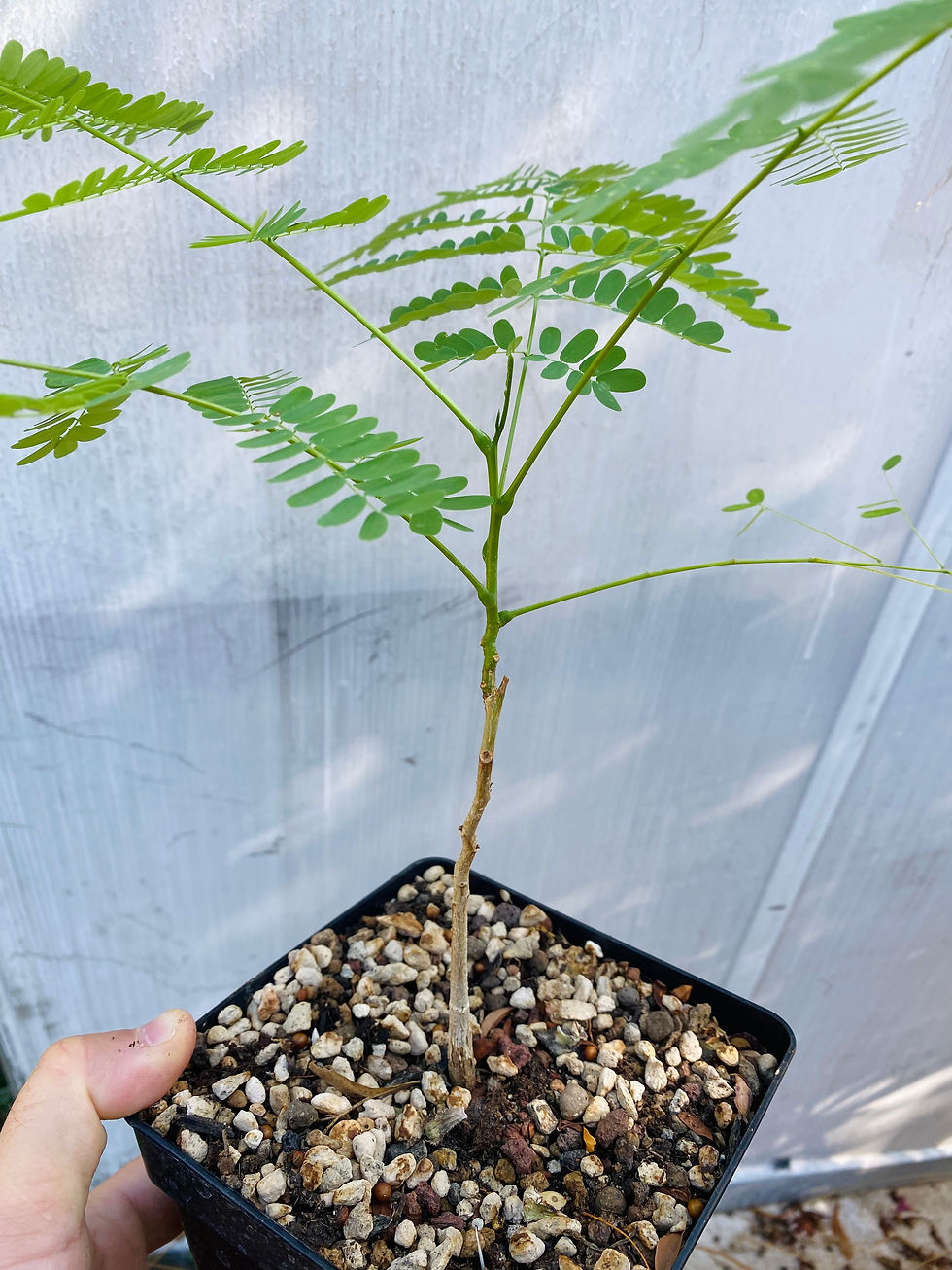 Miniature : Delonix regia