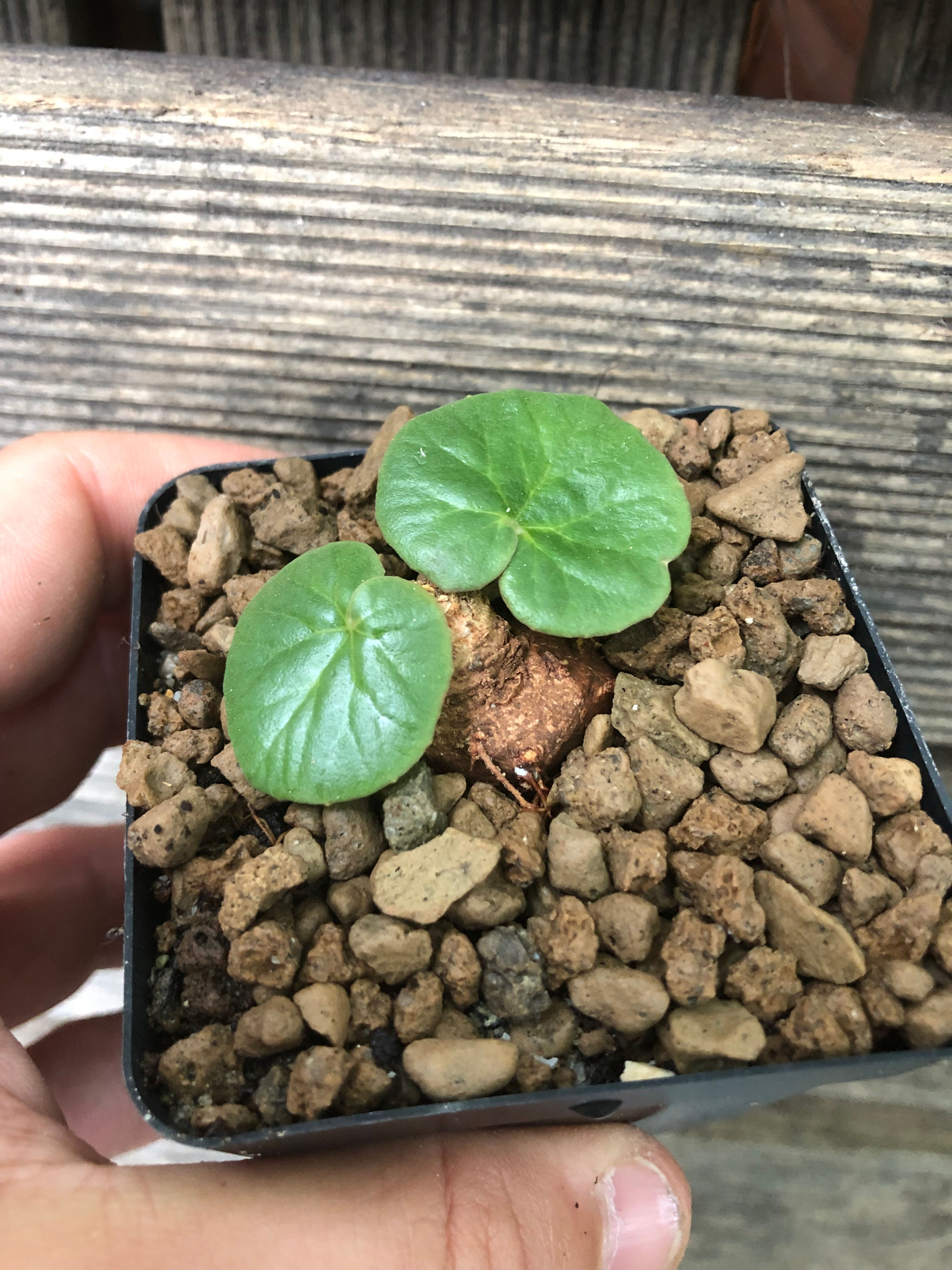 Dorstenia barnimiana