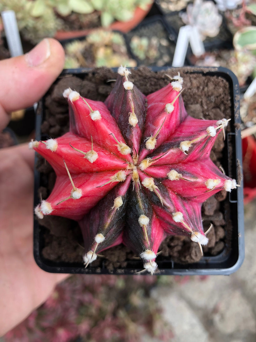 Thumbnail: Gymnocalycium mihanovichii variegata