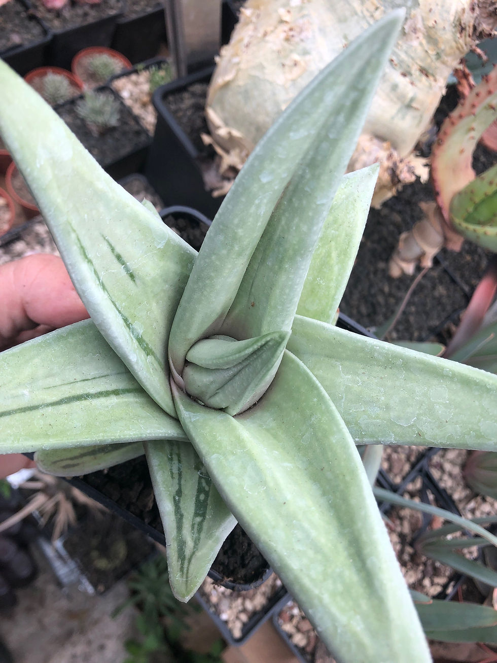 Thumbnail: Gasteraloe Green Ice