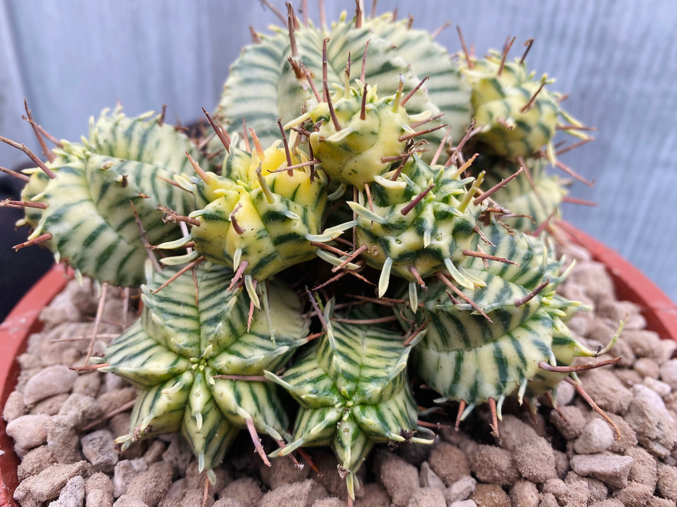 Miniature : Euphorbia meloformis variegata